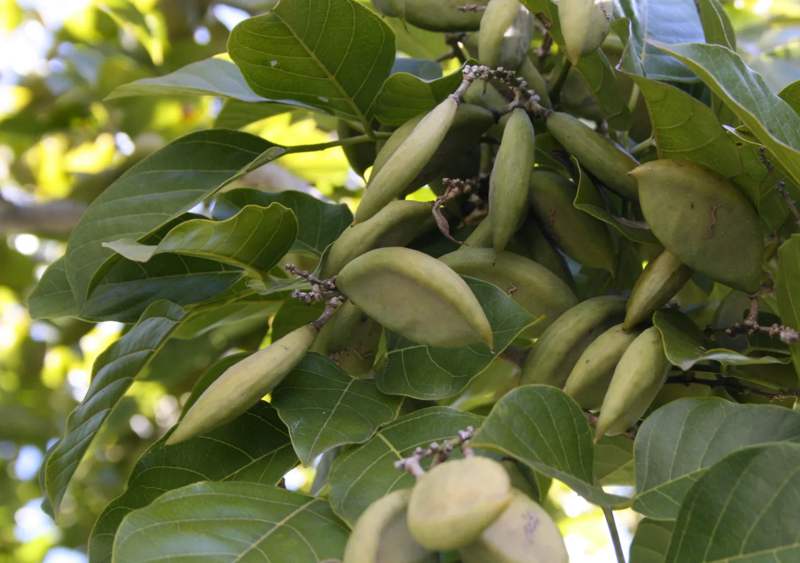 ECOPHA Pongamia renewable oil and bioeconomy pathway